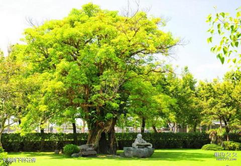 花莲慈济会旅游攻略 之 榕树下的石佛