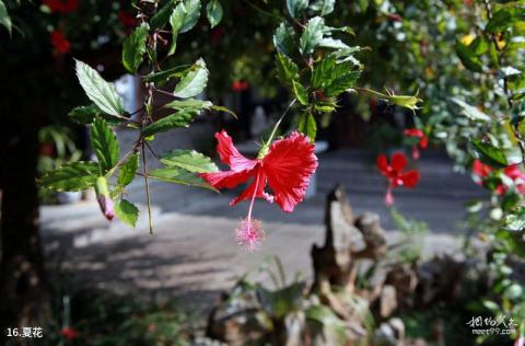 建水朱家花园旅游攻略 之 夏花