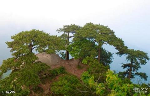 岳西妙道山风景区旅游攻略 之 结义松