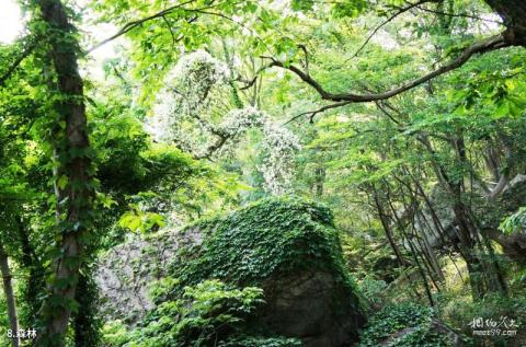 连云港海上云台山旅游攻略 之 森林