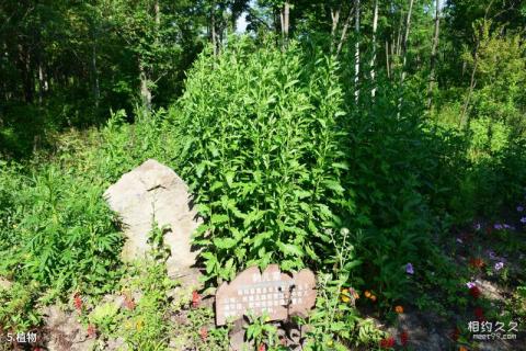 吉林长白山东北亚植物园旅游攻略 之 植物