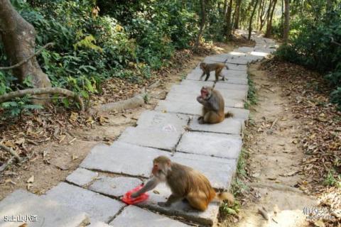 广西龙虎山风景名胜区旅游攻略 之 上山小道