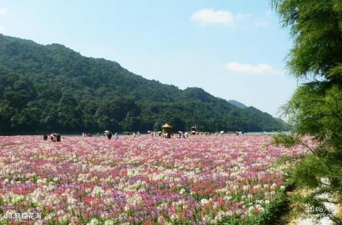 从化石门国家森林公园旅游攻略 之 醉蝶花海