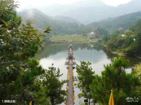 信阳灵山风景名胜区旅游攻略 之 倒栽古柏