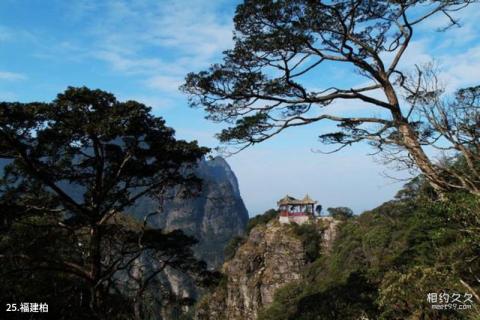 金秀大瑶山风景区旅游攻略 之 福建柏