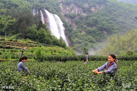 大别山彩虹瀑布旅游攻略 之 采茶园