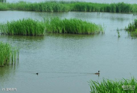 沈阳七星山风景区旅游攻略 之 湿地观鸟