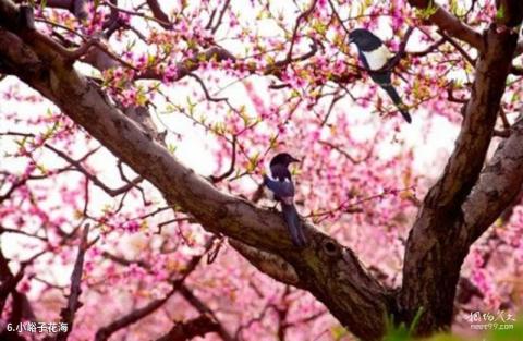 北京平谷桃花海景区旅游攻略 之 小峪子花海