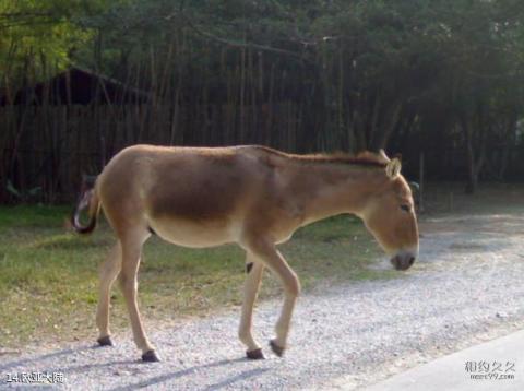 广州长隆野生动物世界旅游攻略 之 欧亚大陆