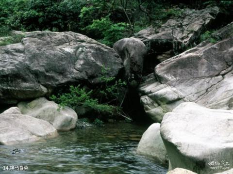 鄣山大峡谷旅游攻略 之 神马食草