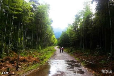 江西大茅山风景名胜区旅游攻略 之 森林