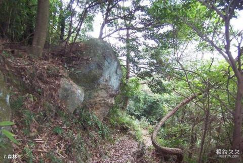 福州鼓岭牛头寨旅游攻略 之 森林