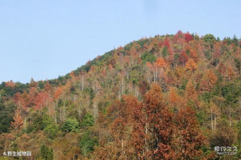 广东车八岭国家级自然保护区旅游攻略 之 野生植物园