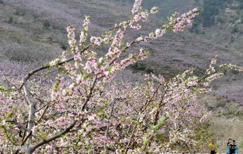 临沂茶山旅游区旅游攻略 之 万亩桃园