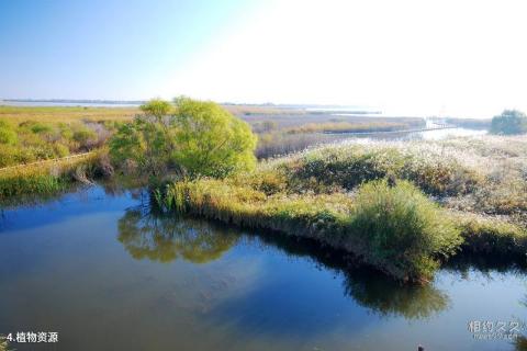 河南豫北黄河故道湿地鸟类国家级自然保护区旅游攻略 之 植物资源