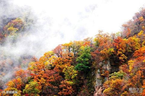 洛阳市西泰山风景区旅游攻略 之 原始森林