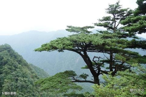 广西花坪国家级自然保护区旅游攻略 之 银杉景观