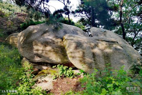 山东沂蒙山银座天蒙旅游区旅游攻略 之 千年神龟