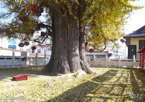 郯城新村银杏园旅游攻略 之 秋天里的老神树