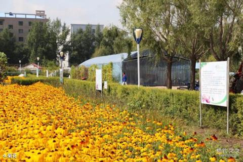 黑龙江农业经济职业学院芍菊古苑景区旅游攻略 之 菊花