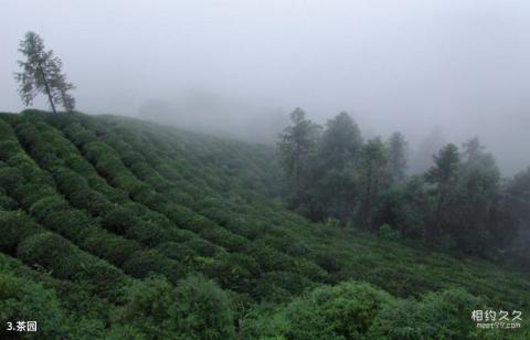 江津骆騋山风景区旅游攻略 之 茶园