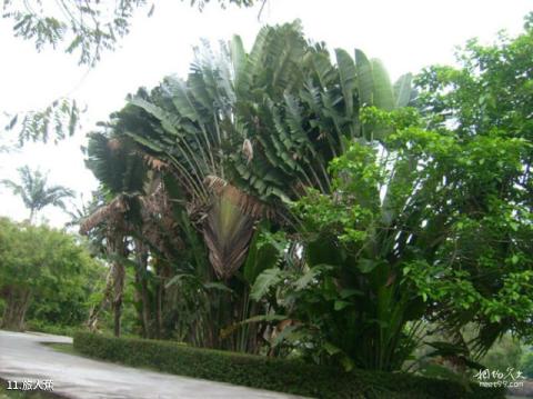 兴隆热带花园旅游攻略 之 旅人蕉