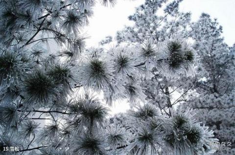 吉林大学校园风光 之 雪松