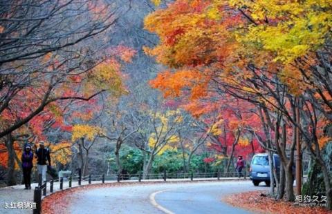 韩国内藏山旅游攻略 之 红枫隧道