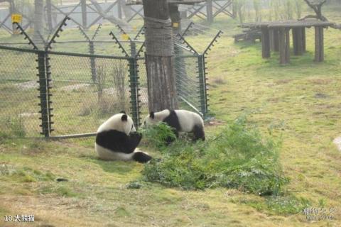 长沙生态动物园旅游攻略 之 大熊猫