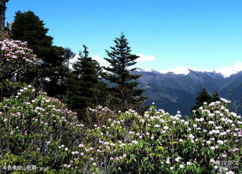 西藏色季拉山旅游攻略 之 色季拉山杜鹃