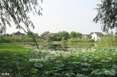 济宁微山湖风景名胜区旅游攻略 之 荷花