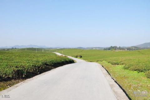 遵义凤冈茶海之心景区旅游攻略 之 景区