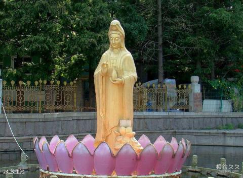 青岛湛山寺旅游攻略 之 放生池