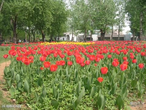 北京植物园旅游攻略 之 宿根花卉园