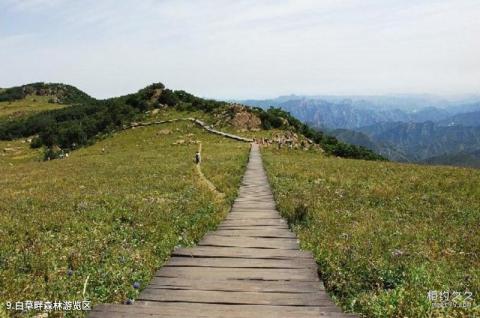 河北保定野三坡景区旅游攻略 之 白草畔森林游览区