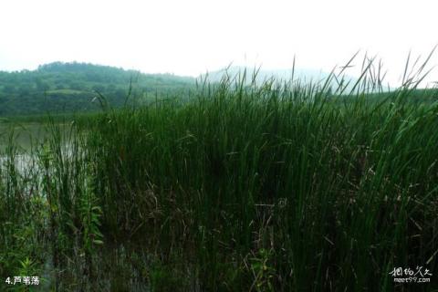 铜川福地湖景区旅游攻略 之 芦苇荡