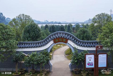 湘潭盘龙大观园旅游攻略 之 茶花园