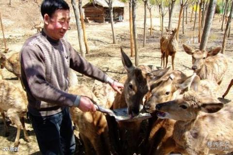 大连横山寺森林公园旅游攻略 之 鹿园