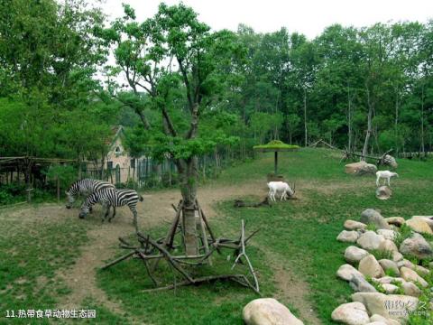 上海动物园旅游攻略 之 热带食草动物生态园