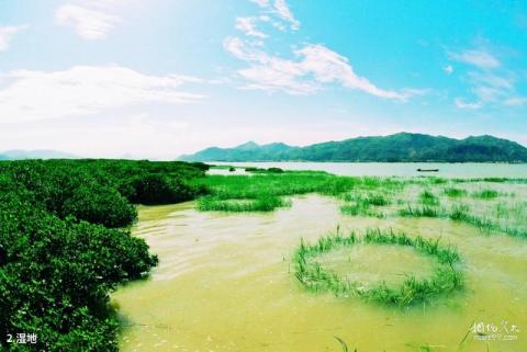 福建漳江口红树林国家级自然保护区旅游攻略 之 湿地