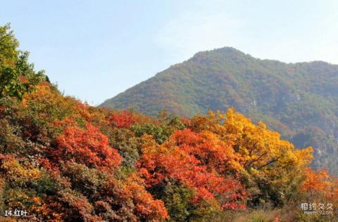 邢台云梦山景区旅游攻略 之 红叶