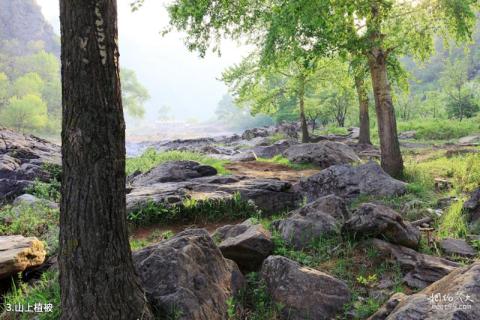 辽宁本溪湖里风景区旅游攻略 之 山上植被