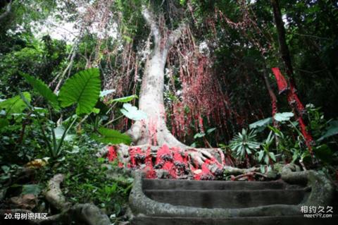 甘什岭槟榔谷原生态黎苗文化旅游区旅游攻略 之 母树崇拜区