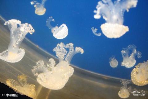 天津海昌极地海洋世界旅游攻略 之 水母展区