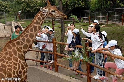 西安秦岭野生动物园旅游攻略 之 长颈鹿零距离