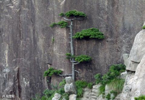 黄山风景区旅游攻略 之 贴壁松