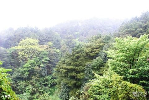 綦江古剑山清溪河风景区旅游攻略 之 森林