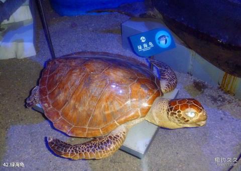 青岛水族馆旅游攻略 之 绿海龟