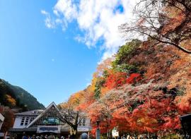 日本赏枫攻略 | 高尾山，此行最佳枫叶隧道小火车！