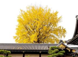 日本赏枫攻略 | 西本愿寺，400年的巨大的银杏精。